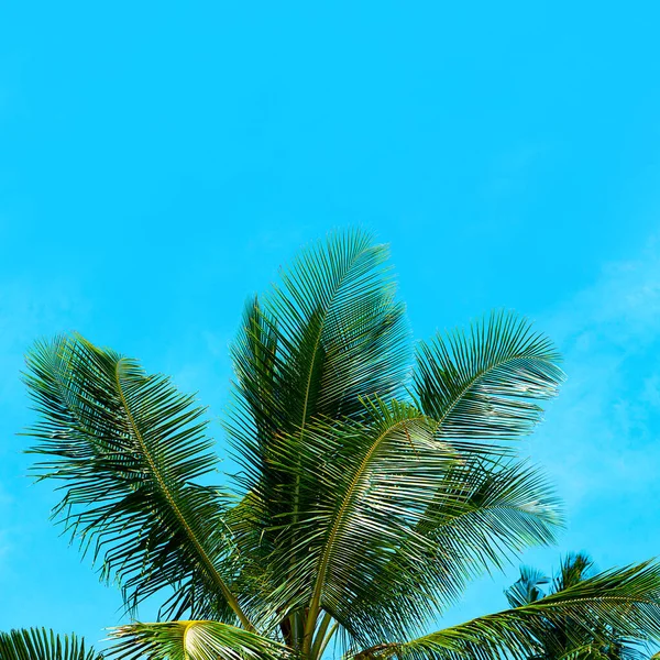 Cocotiers beau fond tropical. Concept de vacances . — Photo