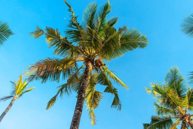 Hindistan cevizi palmiyeleri güzel tropikal arka plan. Tatil kavramı.