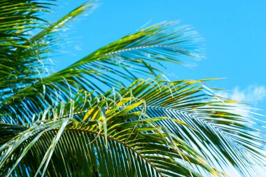 Hindistan cevizi palmiyeleri güzel tropikal arka plan. Tatil kavramı.