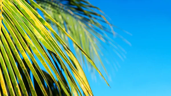 Кокосовые пальмы красивый тропический фон. Концепция праздника . — стоковое фото