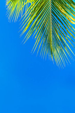 Hindistan cevizi palmiyeleri güzel tropikal arkaplan.