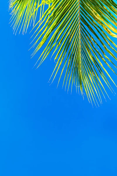 Palme da cocco bellissimo sfondo tropicale . — Foto Stock