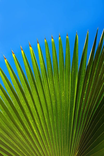 Coconut palm tree leaf beautiful tropical background. — Stockfoto