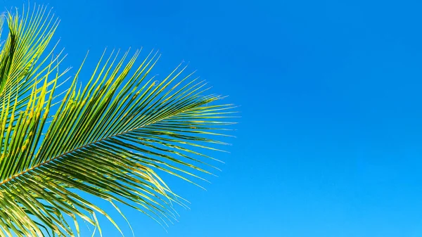Kokospalme Blätter schönen tropischen Hintergrund. — Stockfoto