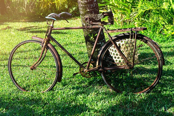 Zamknij vintage rower na zielonym tropikalnym tle. — Zdjęcie stockowe