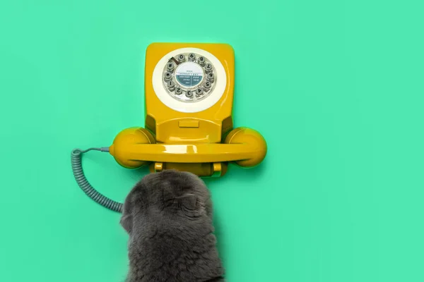 Retro rotary telephone and cat on green mint color background. — Stock Photo, Image