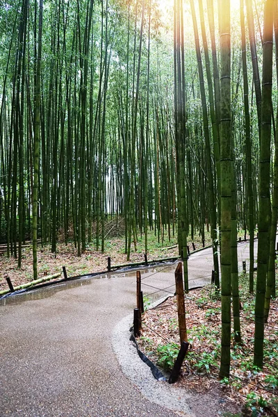 Bosque de bambú. Los bosques de bambú de Arashiyama, Kyoto, Japón . —  Fotos de Stock