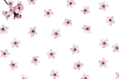 Beyaz arka planda pembe kiraz çiçeğinden yapılmış desen izole edilmiş..