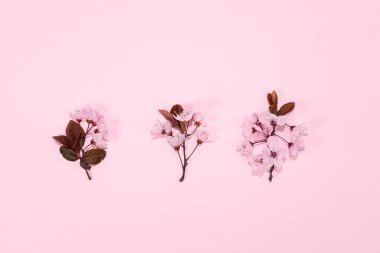 Pembe arka planda pembe kiraz çiçeği sakurasından yapılmış desen.