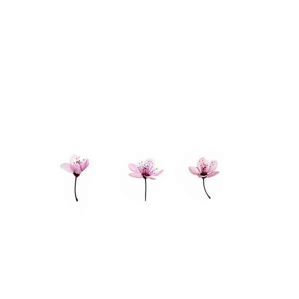 Vzor z růžového třešňového květu sakura na bílém pozadí, izolované. — Stock fotografie