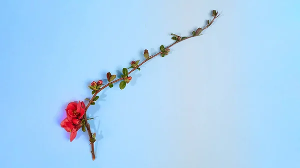淡蓝色粉红背景上的花朵的新枝. — 图库照片