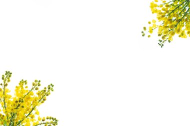 Beyaz arka planda sarı çiçeklerden oluşan desen izole edilmiş..