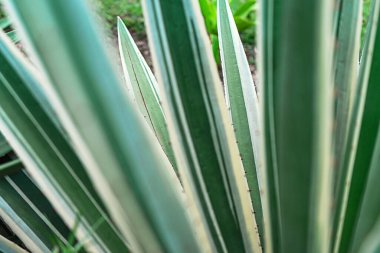 Soyut çizgili doğal arka plan. Doğa tropikal arkaplan.