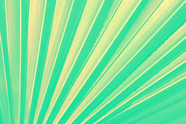 Astratto sfondo naturale a strisce. Dettagli di foglia di palma verde menta . — Foto Stock