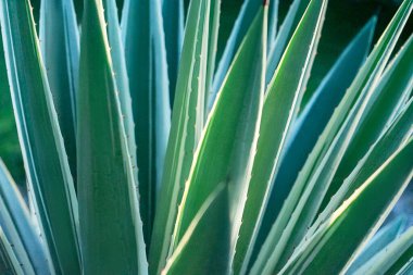 Soyut çizgili doğal arka plan. Doğa tropikal arkaplan.