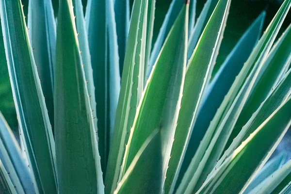 Soyut çizgili doğal arka plan. Doğa tropikal arkaplan.