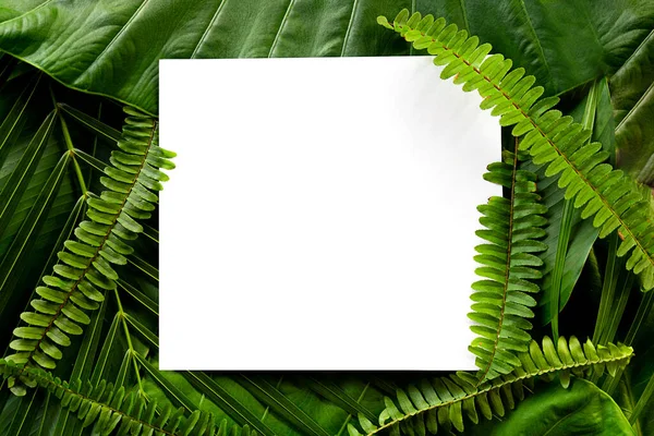 Real palm leaves with white paper copy space background.