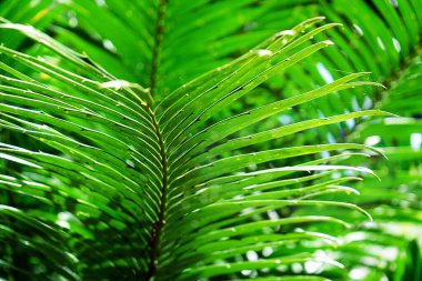 Doğal eğrelti otu deseni. Tropik yeşil eğreltiotu yaprakları.