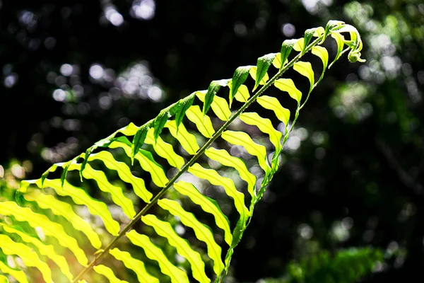 Modèle de fougère naturelle. Feuilles de fougère verte tropicale fond. — Photo