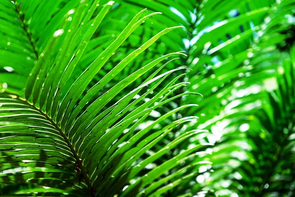 Естественный папоротник. Тропические зеленые листья папоротника. — стоковое фото