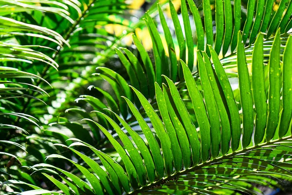 Doğal eğrelti otu deseni. Tropik yeşil eğreltiotu yaprakları. — Stok fotoğraf