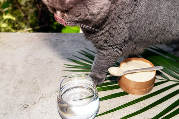 Macska és kollagén kanállal és pohár vízzel beton alapon. — Stock Fotó