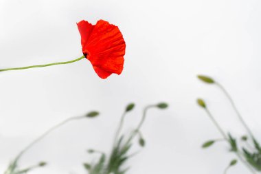 Gelincik çiçek koleksiyonu beyaz arkaplanda izole edildi.