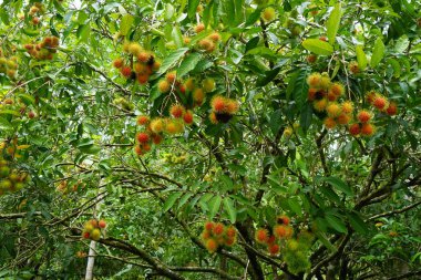 Gruptaki Rambutan ağaç