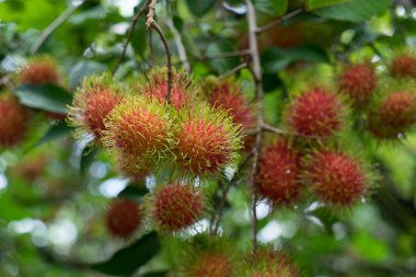 Gruptaki Rambutan ağaç