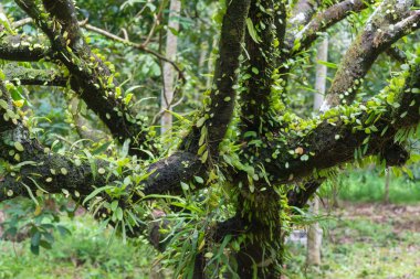 Parazit rambutan ağaç üzerinde