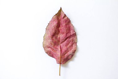 Beyaz arkaplanda tek pembe yaprak