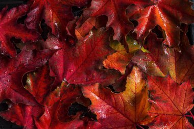 fallen red maple leaves, autumn background