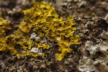 Mantarlı Ağaç Gövdesi Kapat