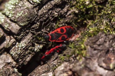 Kırmızı böcekler bir ağaç kabuğu üzerinde oturmak