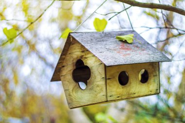 Parktaki ağaçta kuş evi