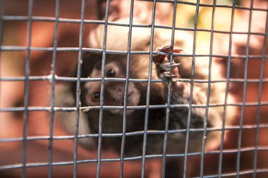 Kafesteki şirin bir maymunun yakın çekimi.