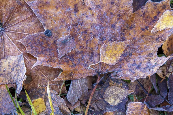 Опавшие Осенние Листья Морозом — стоковое фото