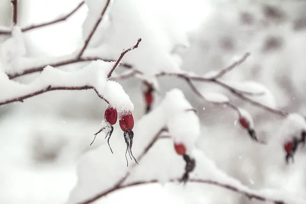 Verschneite Zweige Des Baumes Winterlandschaft — Stockfoto