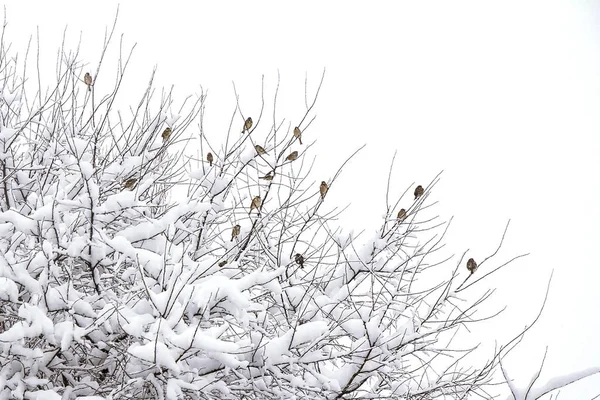 Verschneite Zweige Des Baumes Winterlandschaft — Stockfoto