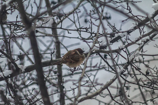 Bird Winter Tree Branch — Stock Photo, Image