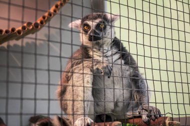 Hayvanat bahçesinde yaşayan bir kafeste lemur.