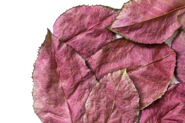 Sonbahar pembe yaprakları beyaz arkaplanda