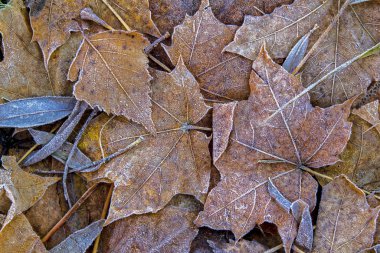 Düşen akçaağaç yaprakları