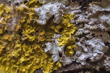 Mantarlı Ağaç Gövdesi Kapat