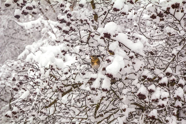 Ramoscelli Innevati Albero Paesaggio Invernale — Foto Stock