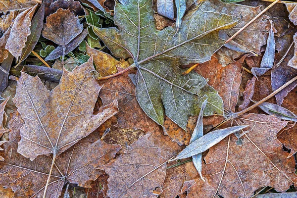 Опавшие Кленовые Листья Морозом — стоковое фото