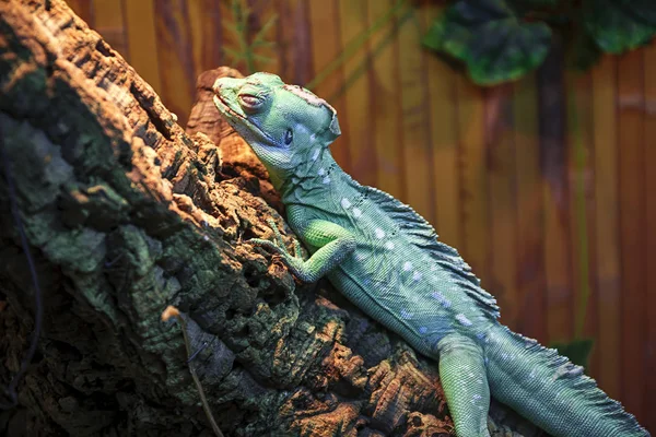 Iguana Tree Background — Stock Photo, Image