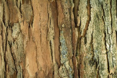 Doğal kabuk dokusu arkaplanı