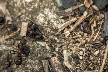 Ormandaki karıncalar