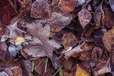 Sonbahar yaprakları donuyor